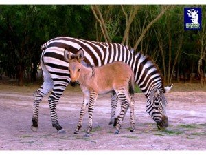 Zoologico Reynosa